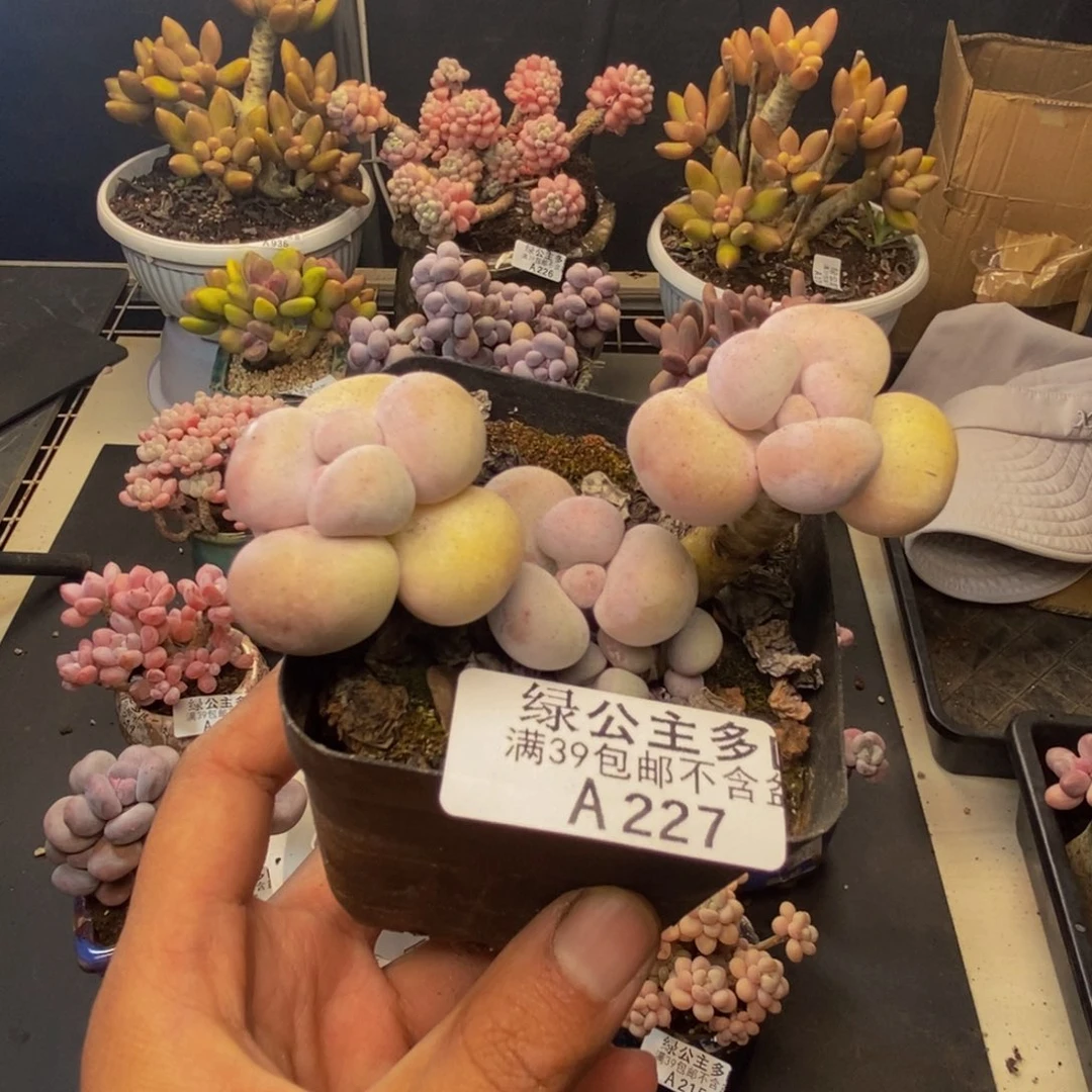227橙奶多肉肉5c m