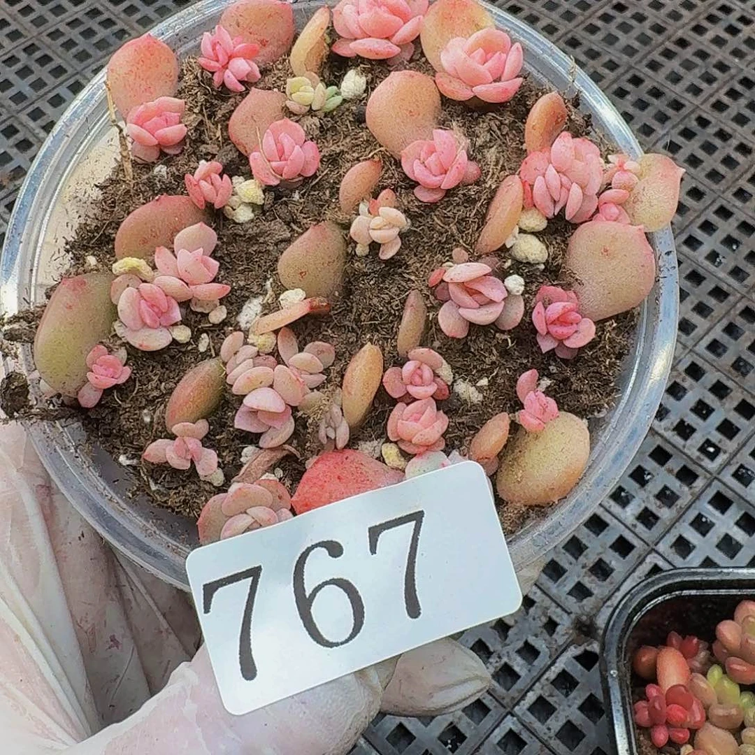 多肉植物多肉植物767