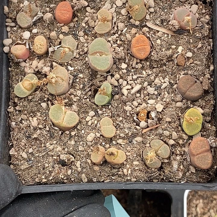 桃喜花园0130-14风铃一盒