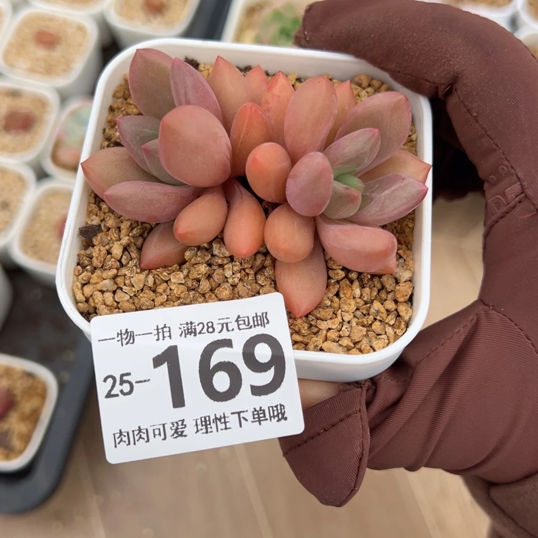 桃花源多肉多肉多肉多肉