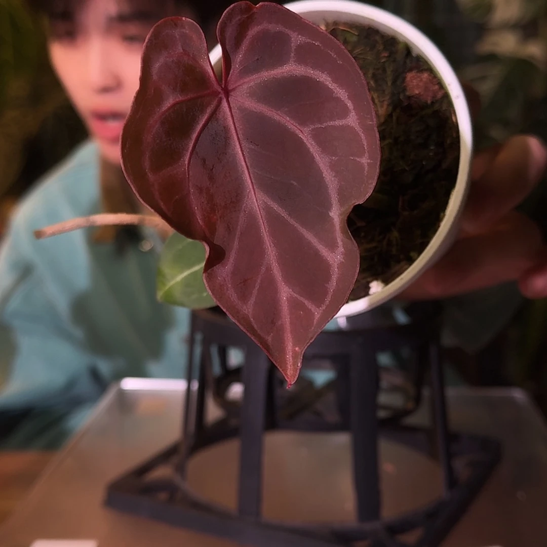 不开花植物A25神奇男孩杂巧克力