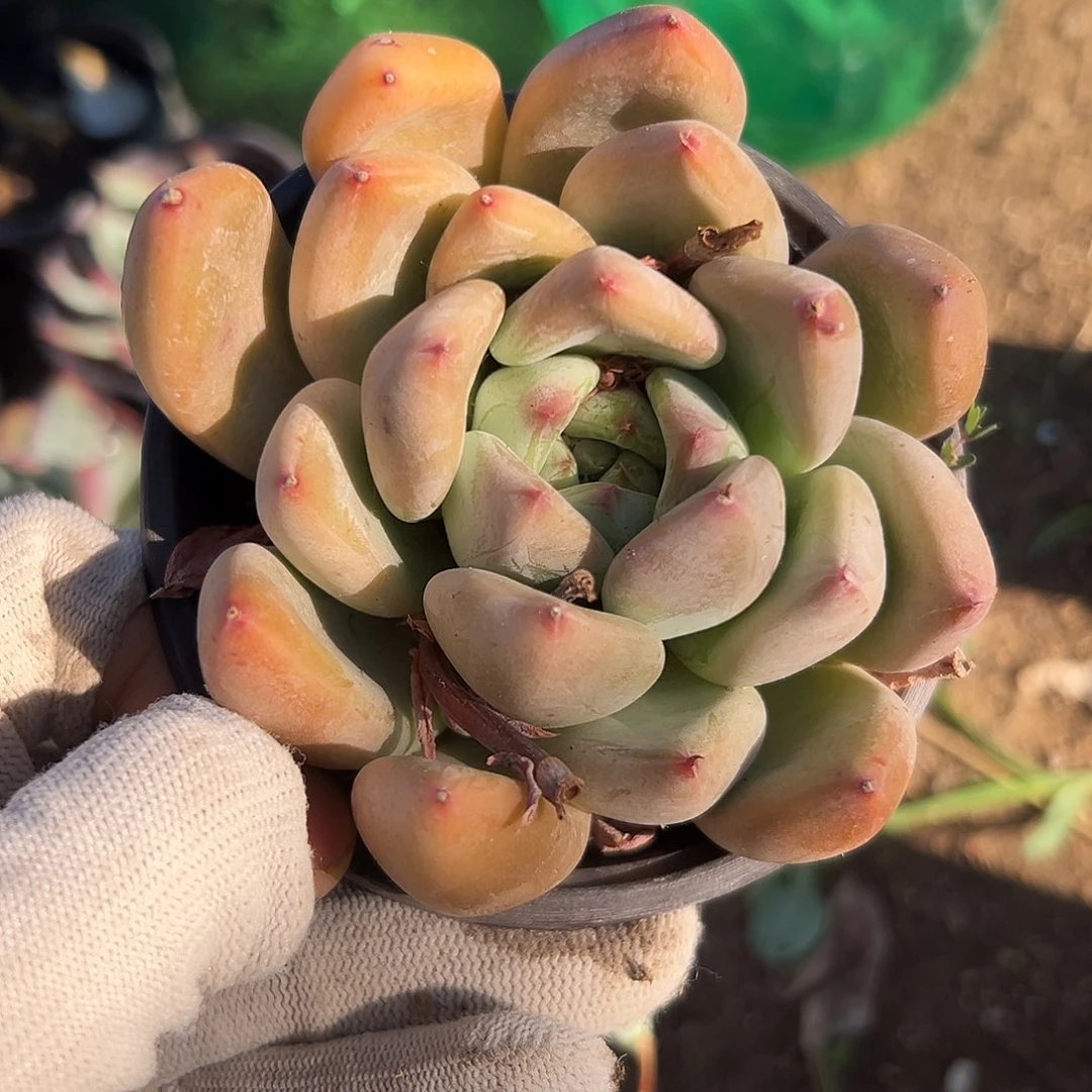 或院士多哟哟哟哟哟哟哟哟哟