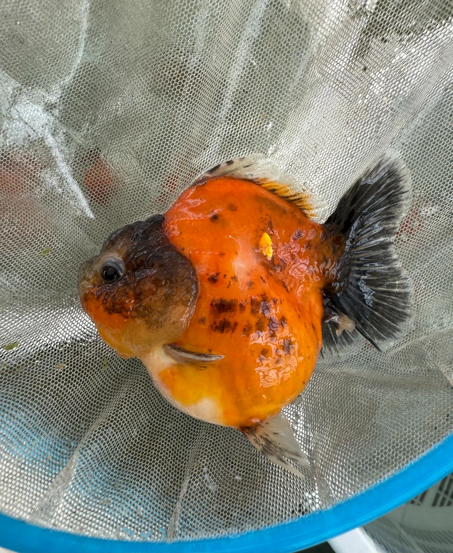 精品泰狮(活体出售不退不换 顺丰到付）