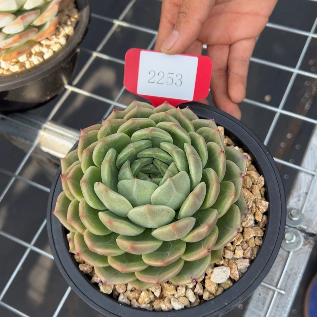 兜****?2253肉多么多么多哦