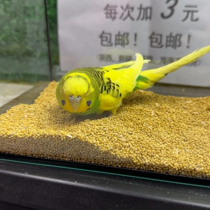 虎皮鹦鹉大头虎皮鹦鹉