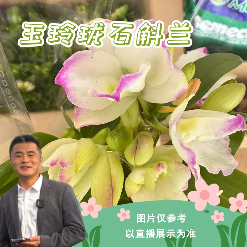 3020玉玲珑春石斛好养易活懒人盆栽开花好养花期长室内室外