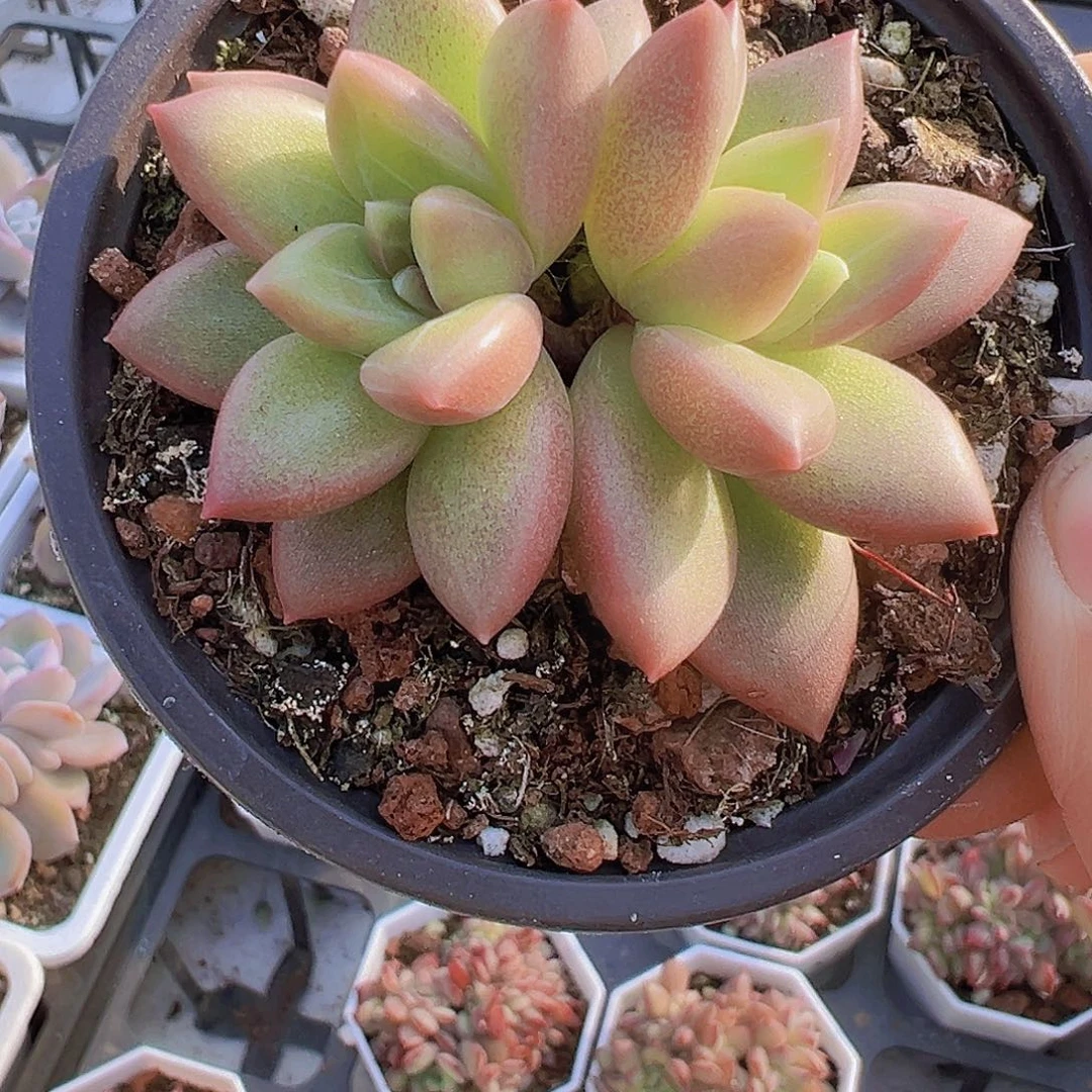 双头迷雾泡泡19包邮