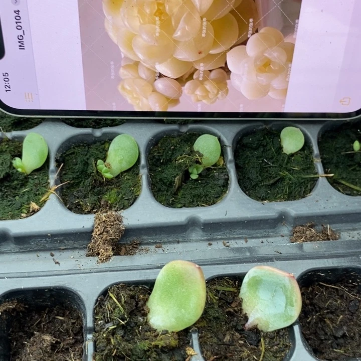 六一奶油财富c33芽苗一个多肉