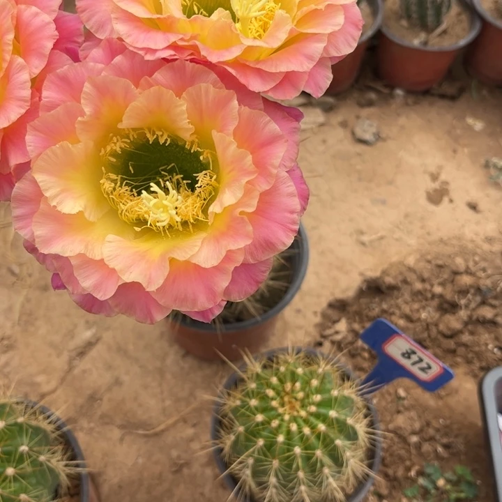 872。毛花柱704。