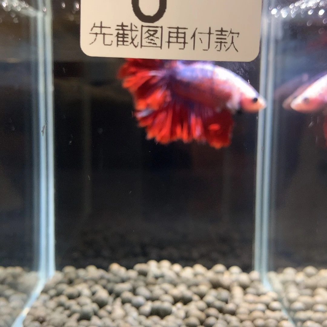 9***7海水鱼66666666666