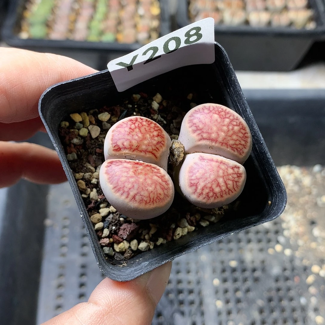 Y208多肉植物保护研究所