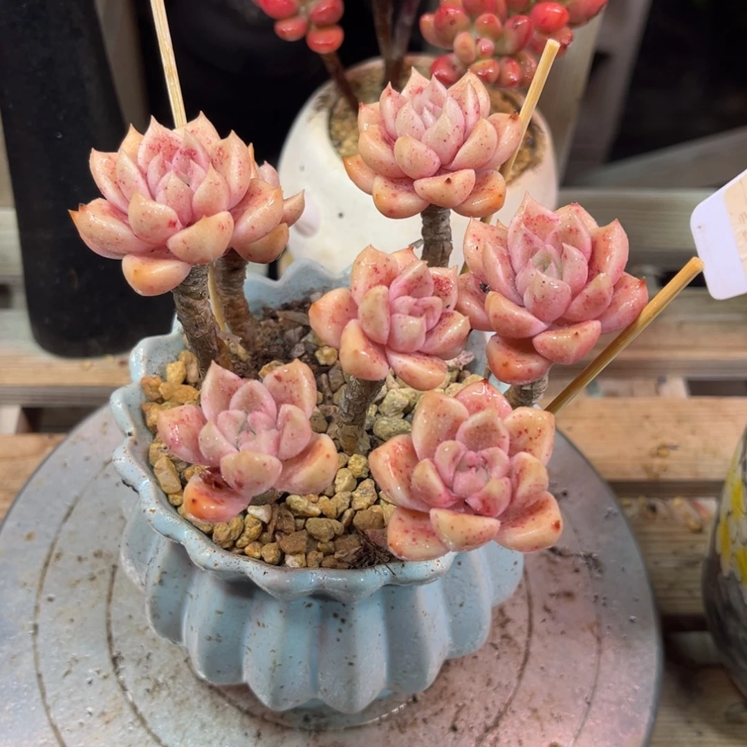 油漆桶多肉植物dinv
