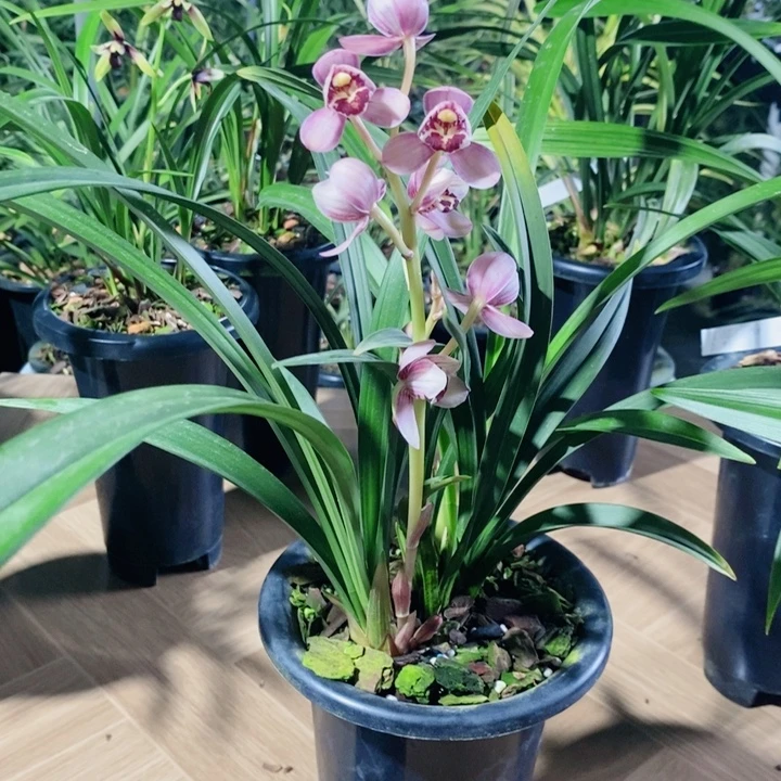 海***崖完全开放极品红荷好看美