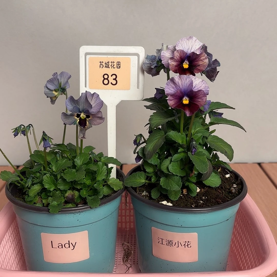 大部分开放少量花苞83