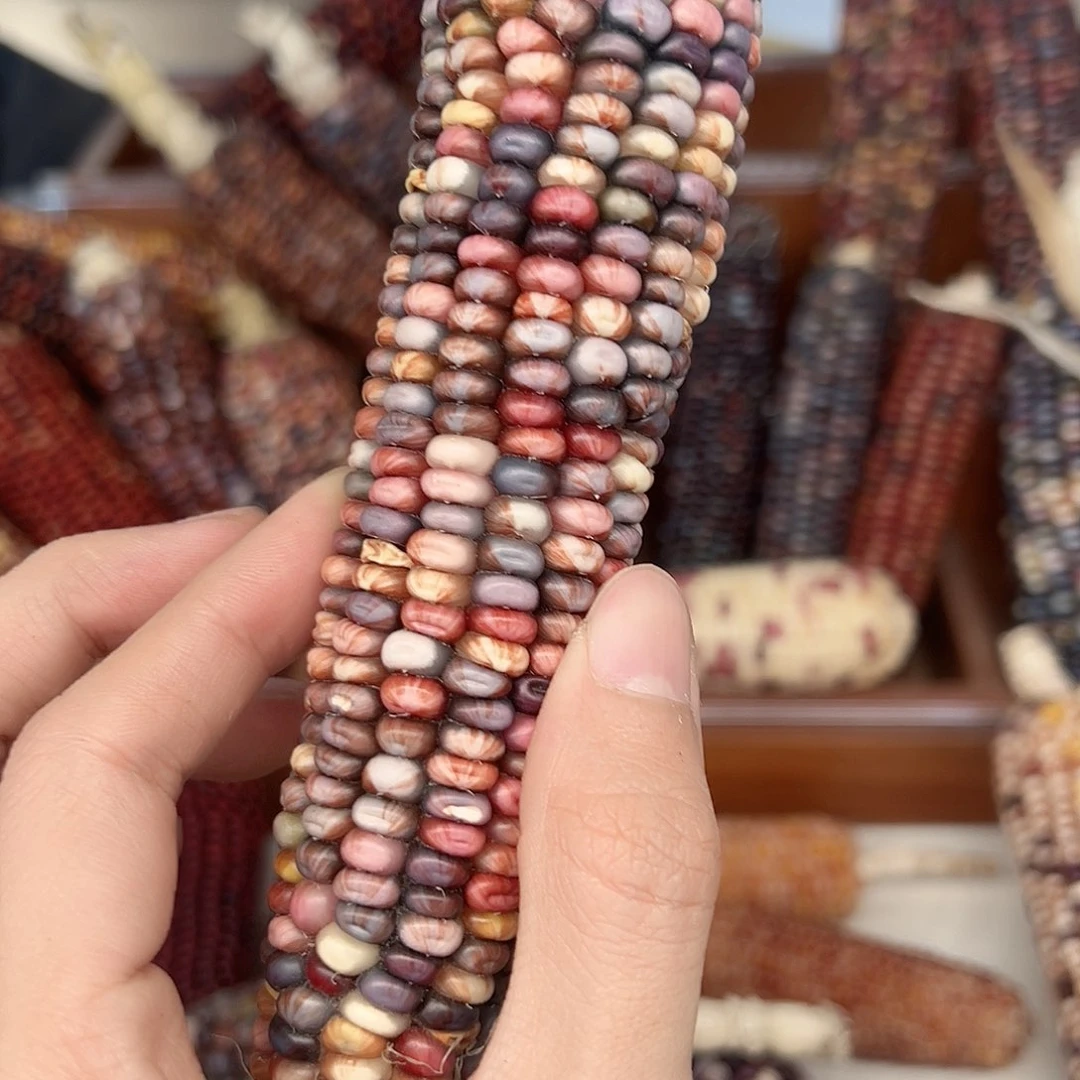 皮*?文玩玉米毛料精品