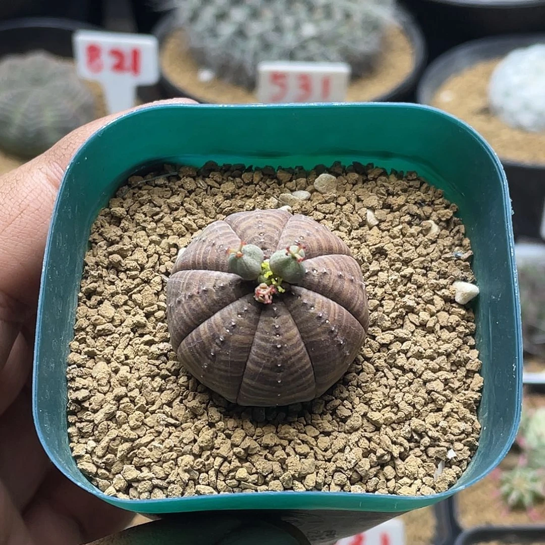 母球 实生欧系布纹球