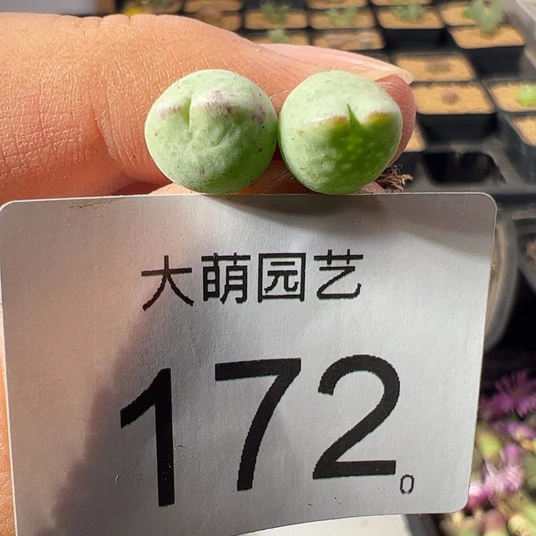 一物一拍正版白花大枪。  172