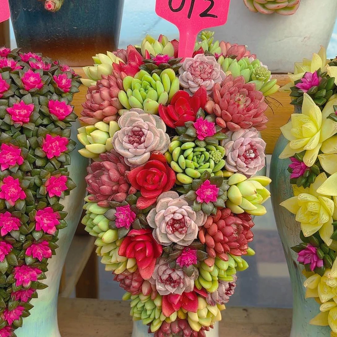 012硕果累累多肉组合