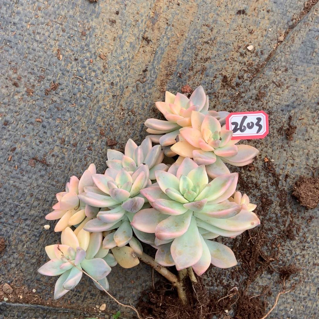 淡雪锦有砍2603晓晓一物一拍