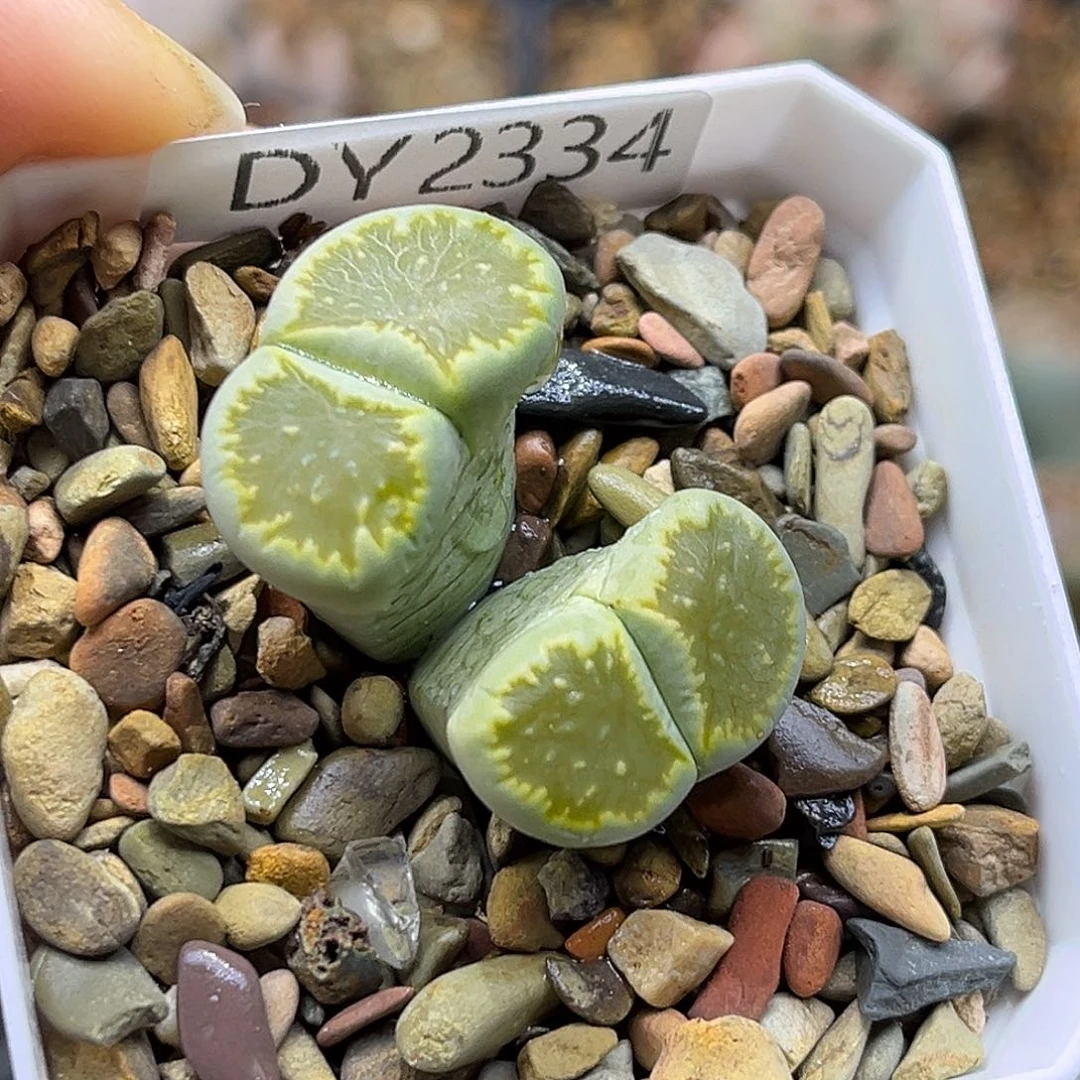 一物一拍菊母本2334绿菊