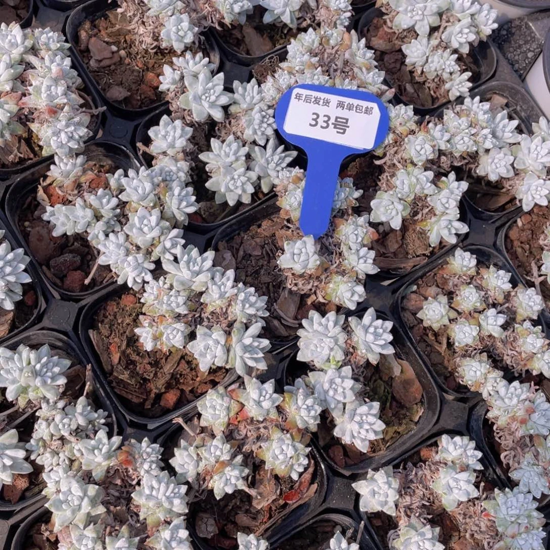 33号开播福利老桩高腿丸叶韩版白菊群生3个