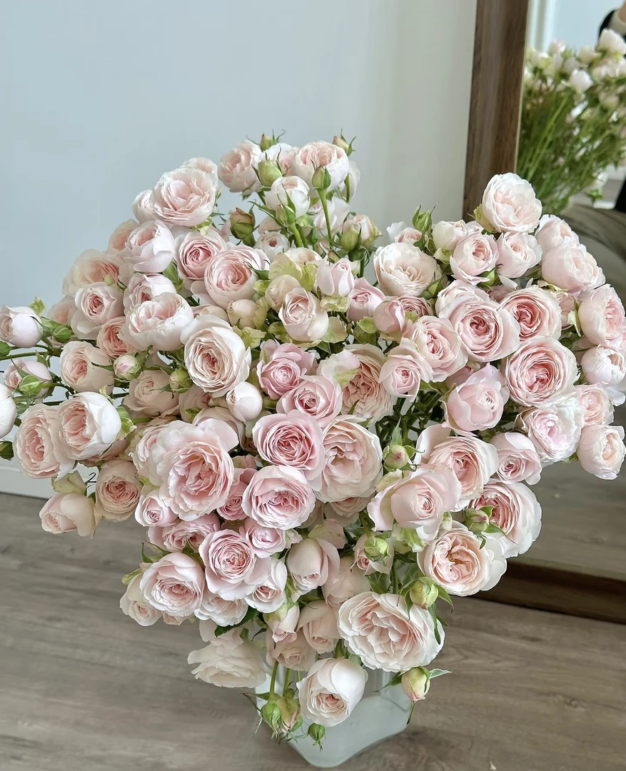 花语觅【仙子之吻】粉色多头稀有玫瑰云南基地鲜花直发视频鲜切花