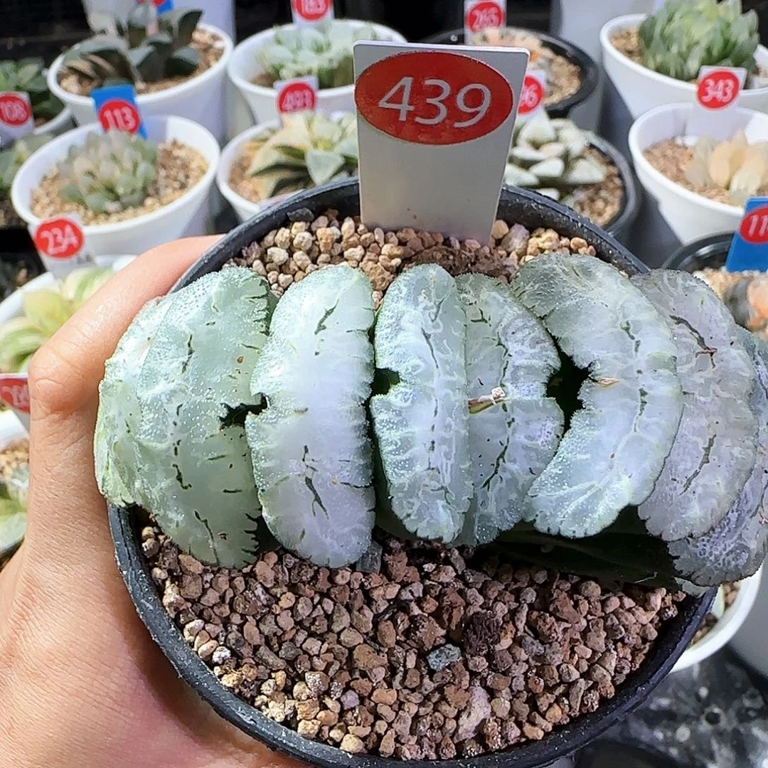439号实生玉扇一物一拍带盆土