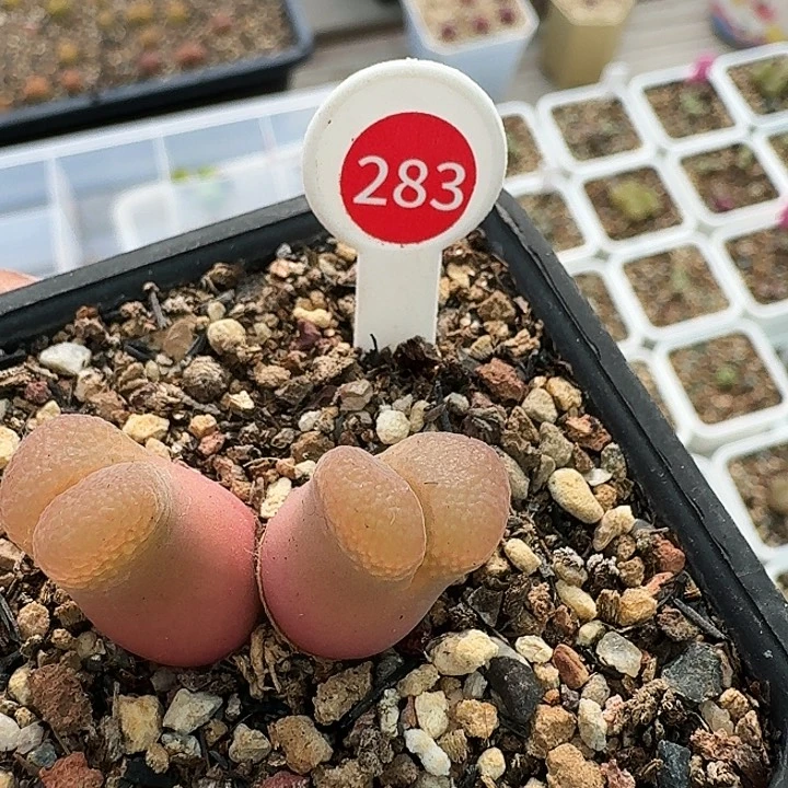 无花朵h****k多肉植物283