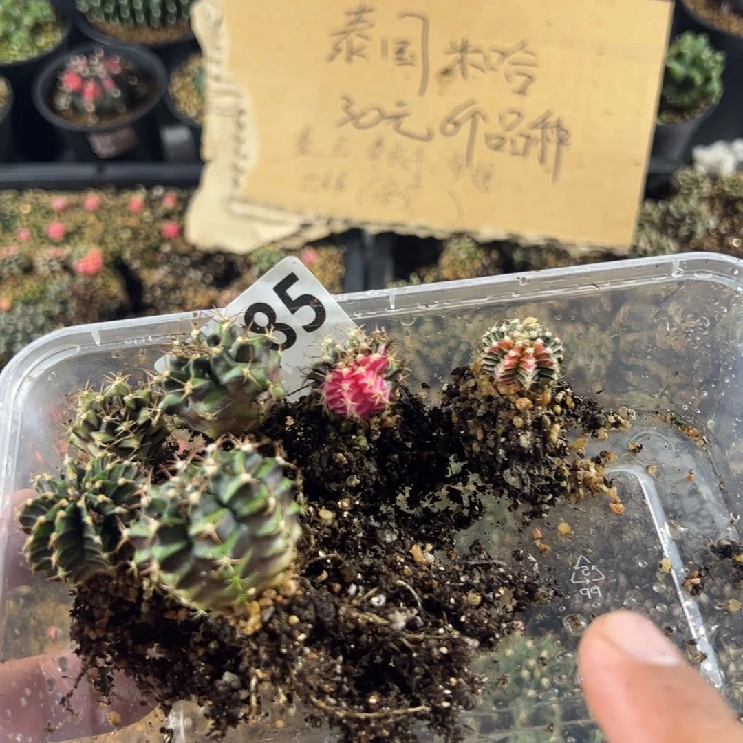 当前无花栽培后可以开花885
