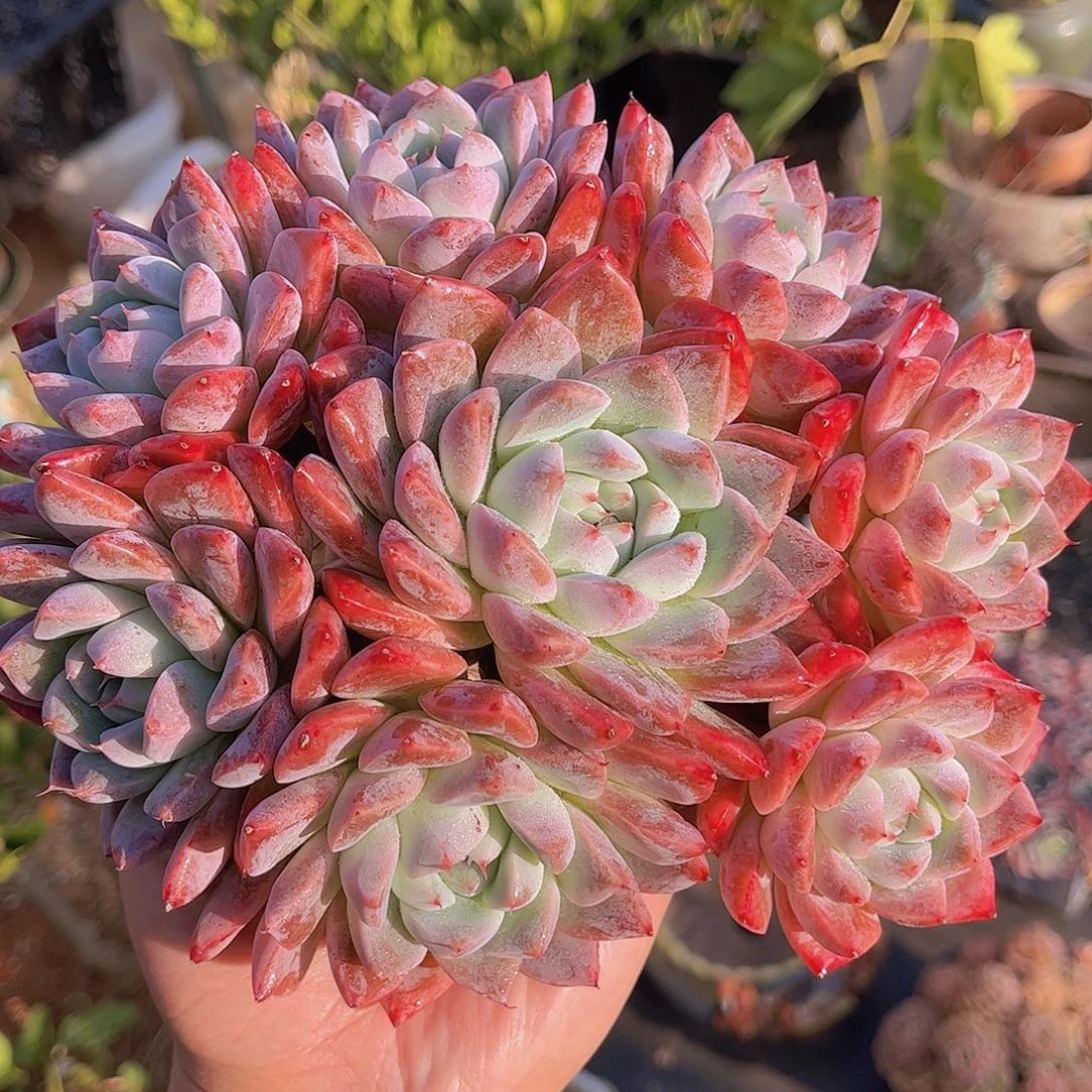 极品如梦令捧花多肉