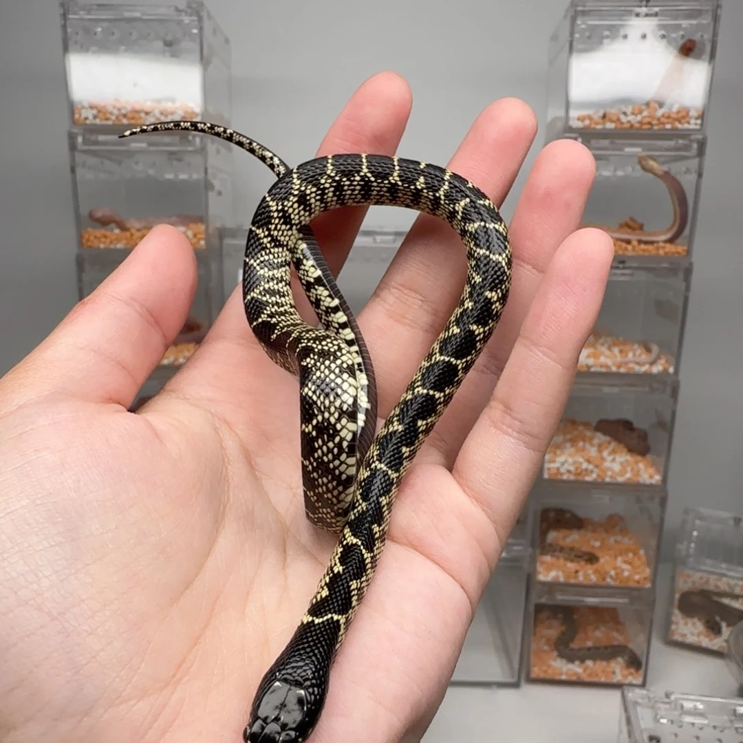 直播间专拍 沙漠王弟弟