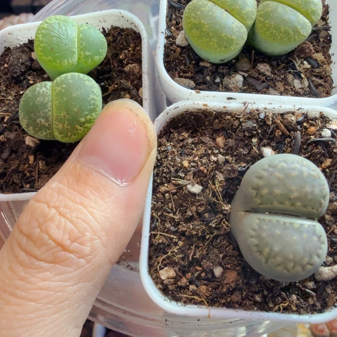 果***冻多肉植物福利来咯852