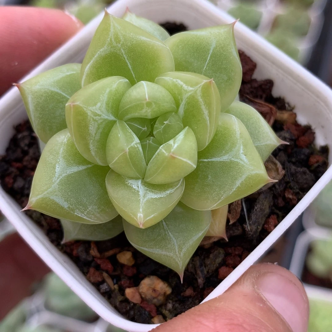 0628-32 珍妮优选
