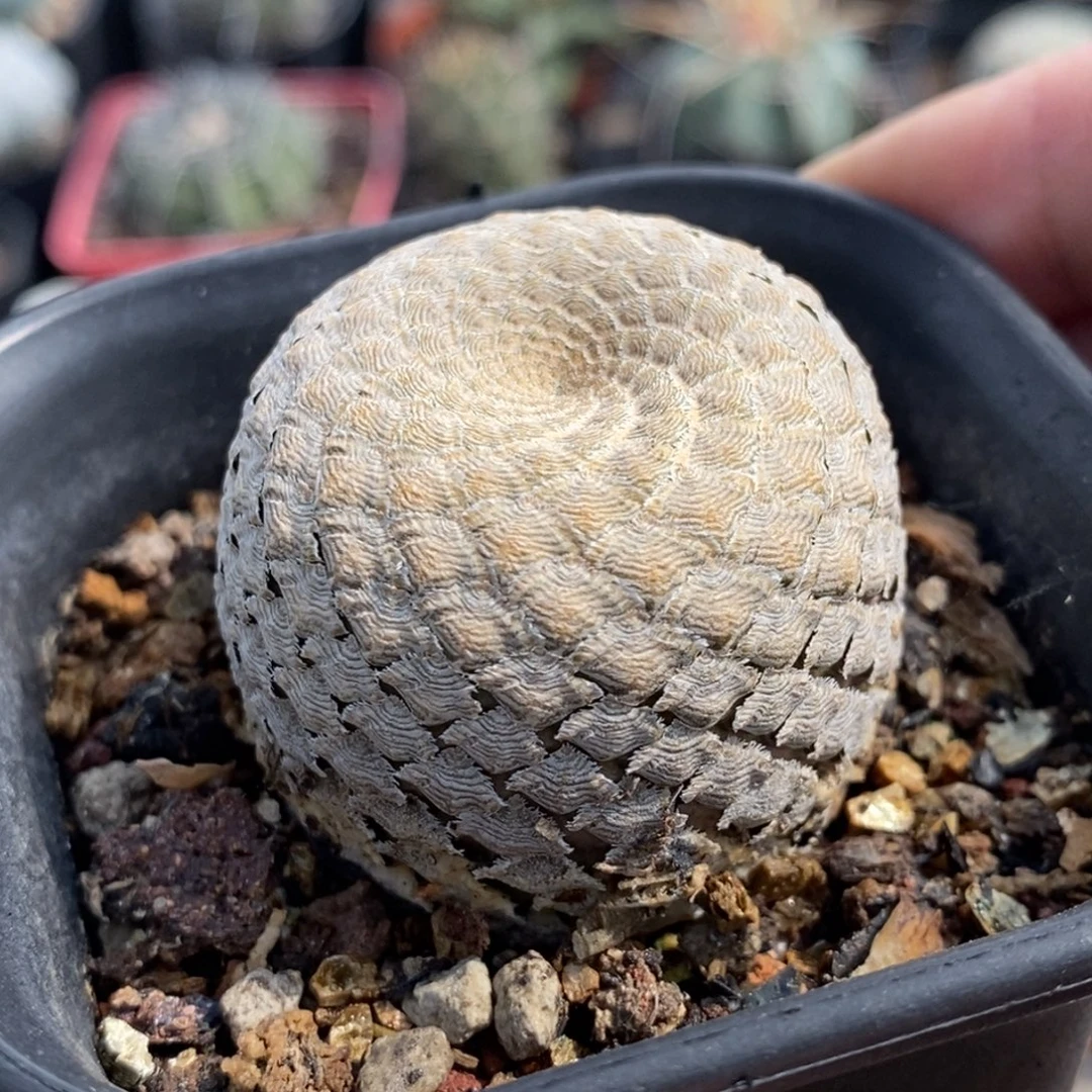 植播园艺鱼鳞大戟