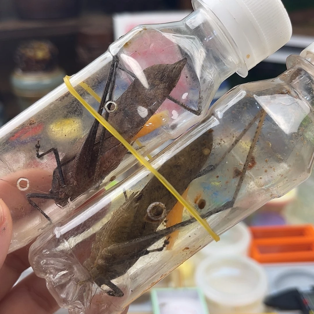 两条微瑕蛙纺拍拍拍