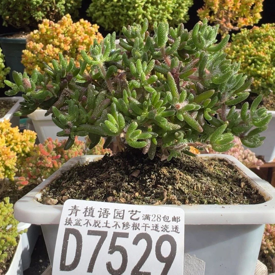 D7529狐尾小树带花苞