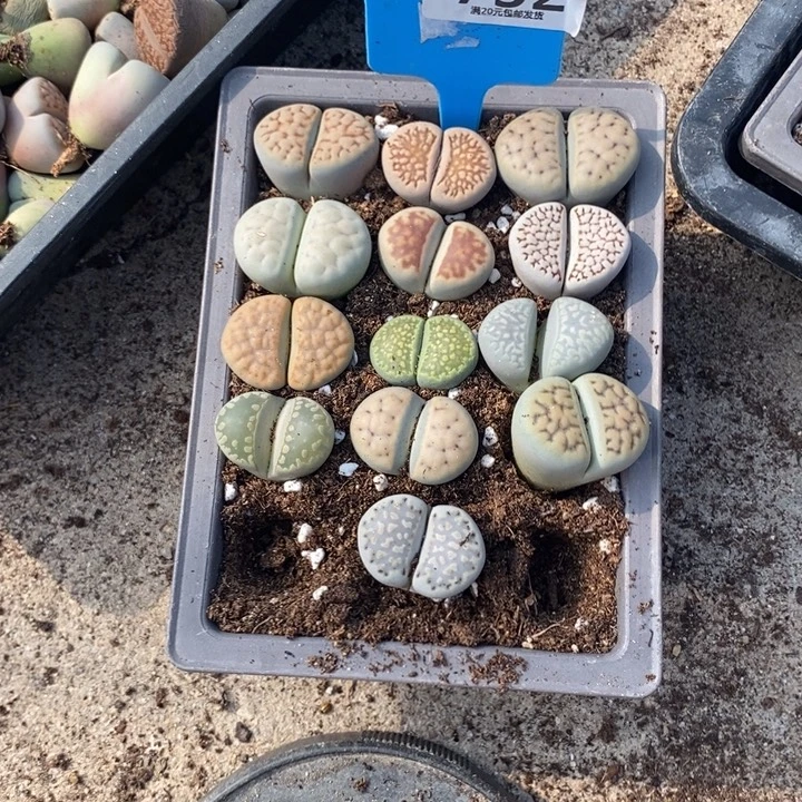 长***儿生石花等植物的生长752
