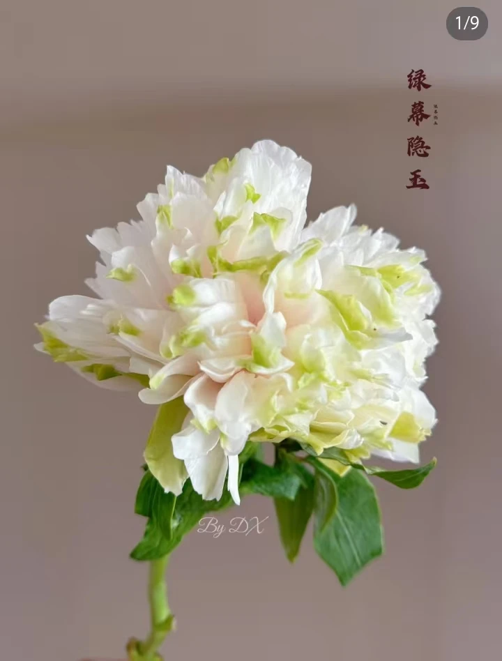 《国色芳华同款---琼台玉露》牡丹鲜切花牡丹鲜花水养花家庭花花卉