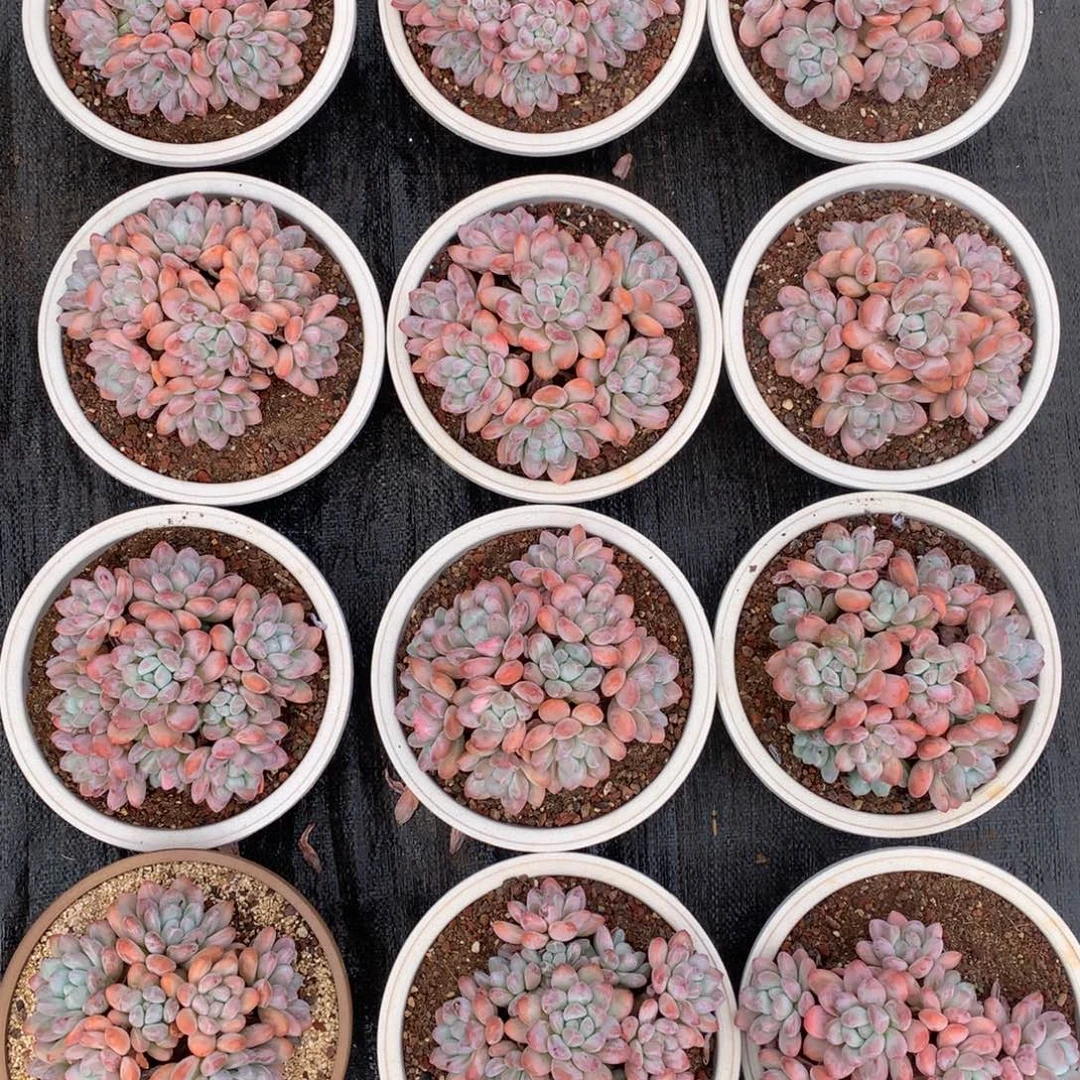 香水无砍老桩大捧花