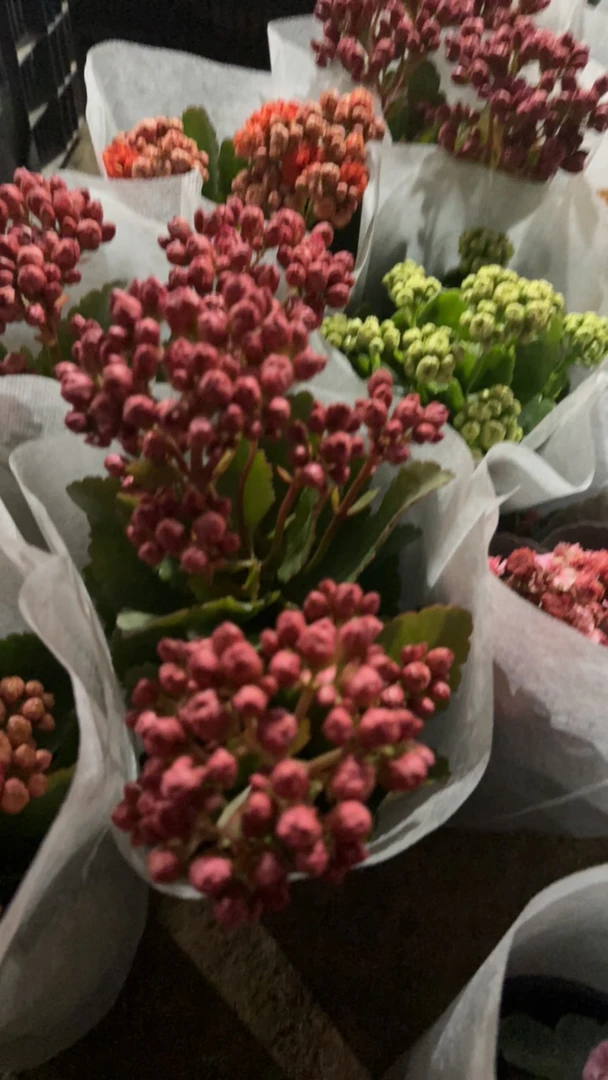 长寿花多个品种精品长寿花