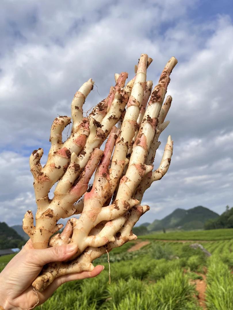 仔姜生姜嫩姜红芽姜江永香姜无渣现挖现发正宗樟树港辣椒苗