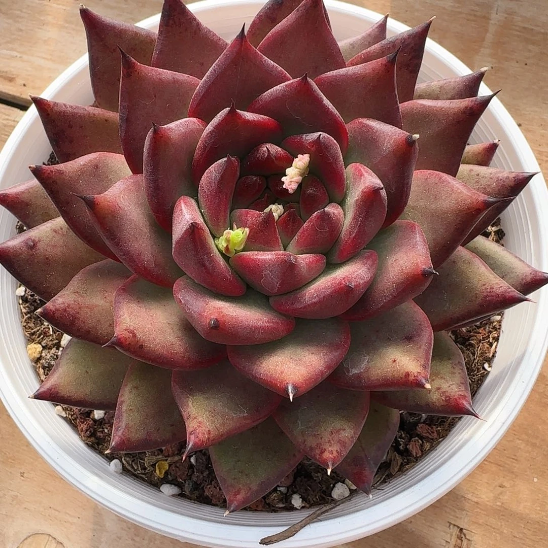 东云一物一拍两颗包邮