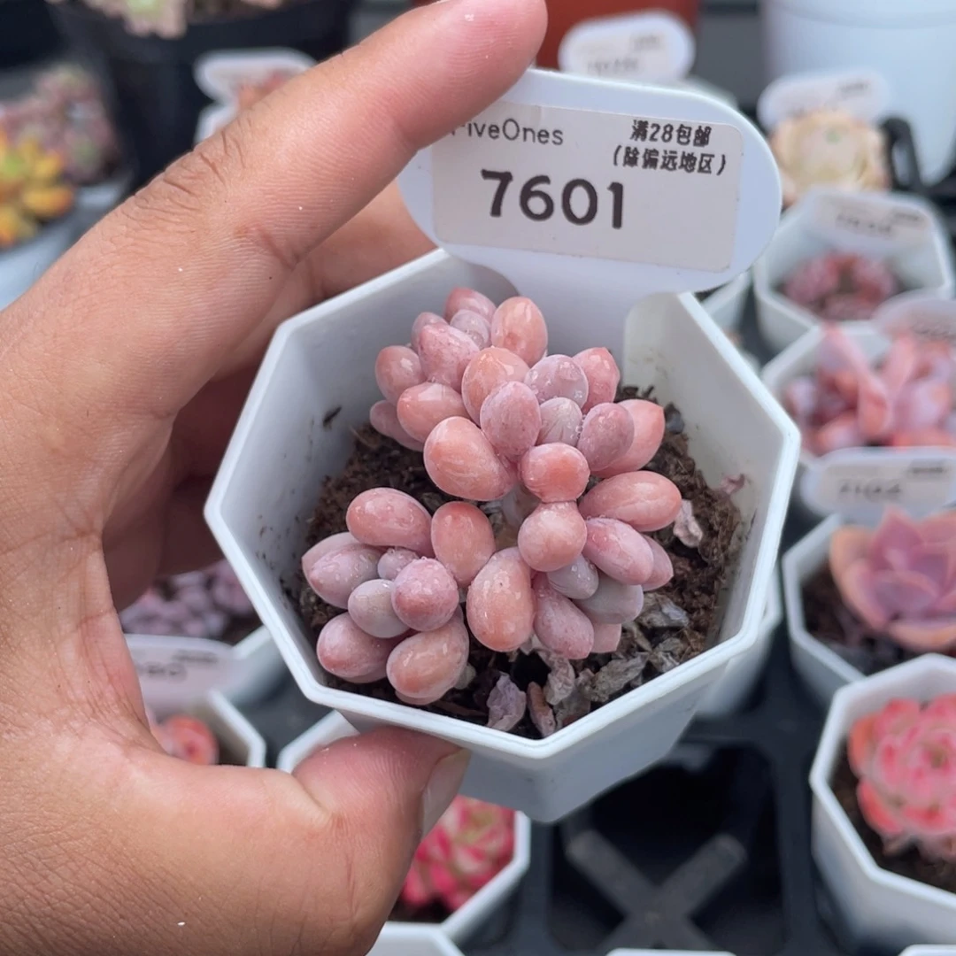 7601粉色恋人5.0厘米