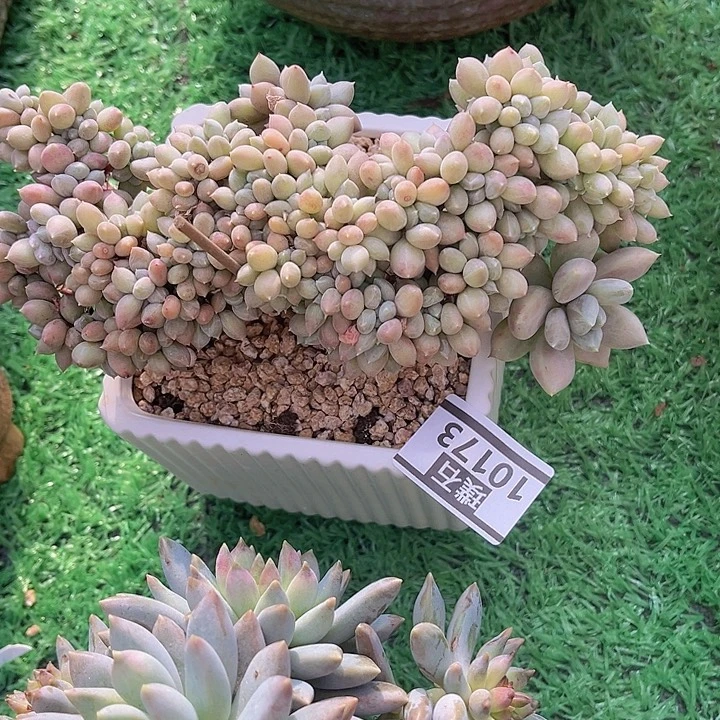 胖美人缀10173多肉植物