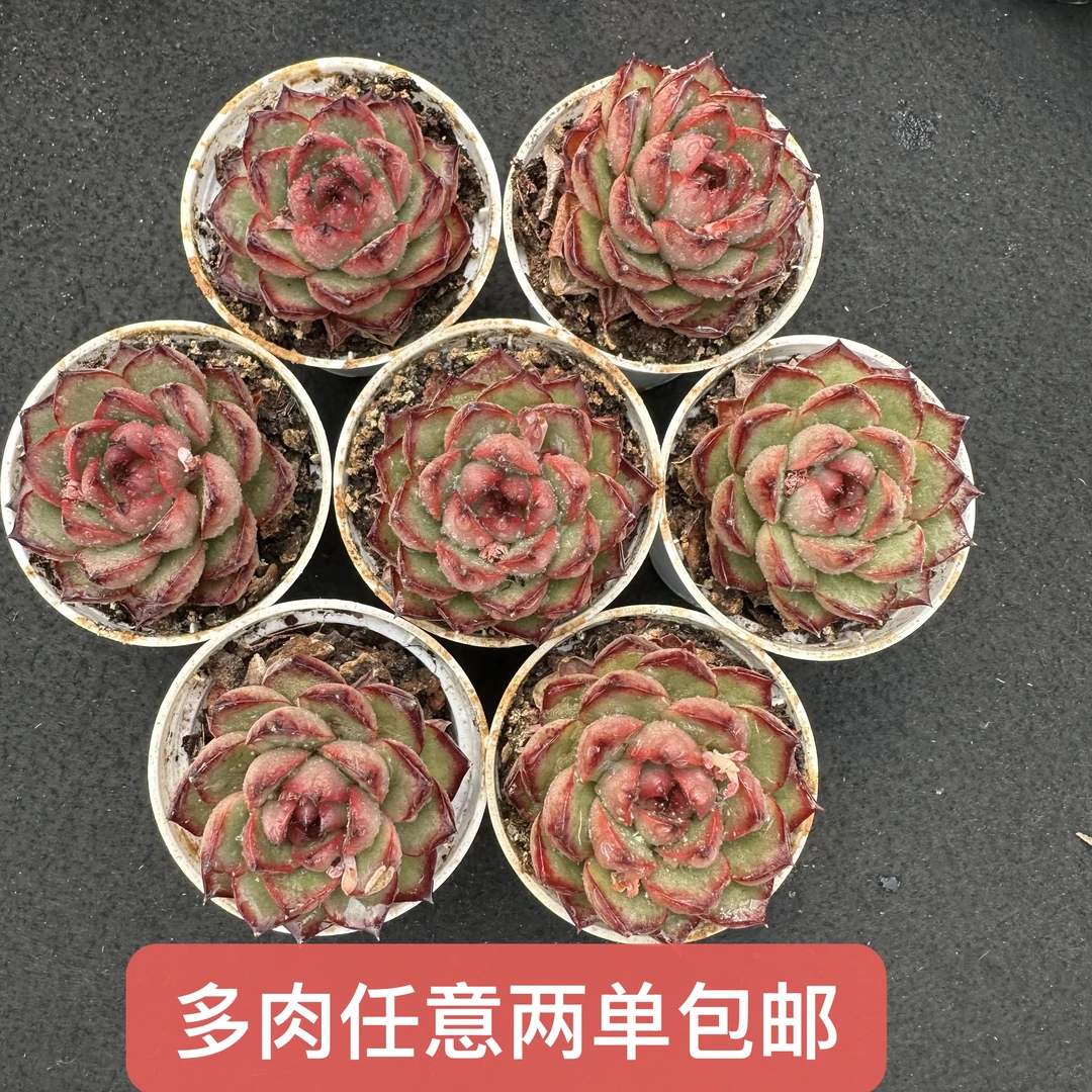 精控小万宝龙 买三送二带盆土（任意两单包邮）