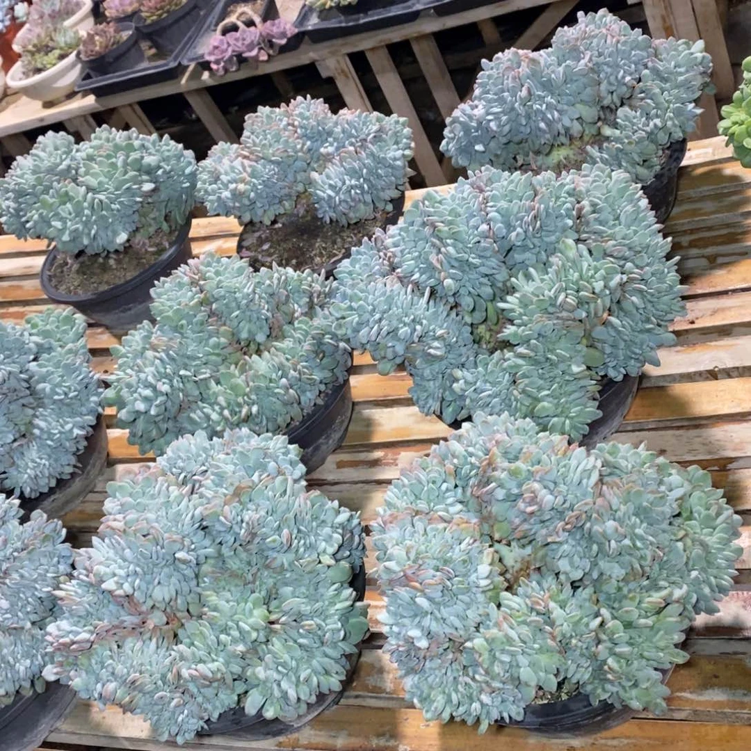 啊军喵多肉玛瑙缀20满盆