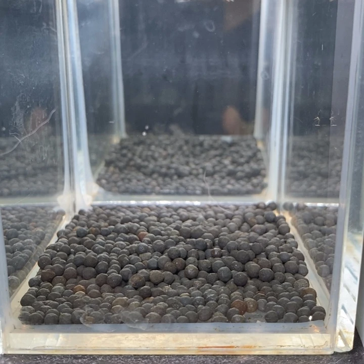 斗鱼泰国斗鱼519号