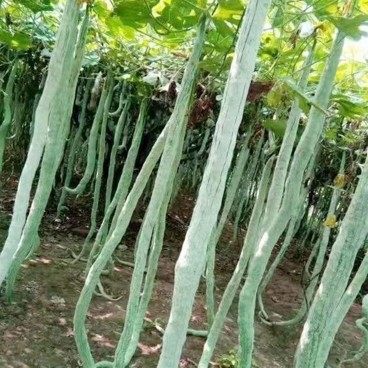 【蛇豆蛇瓜种子】四季种植阳台小院盆地栽易种易活