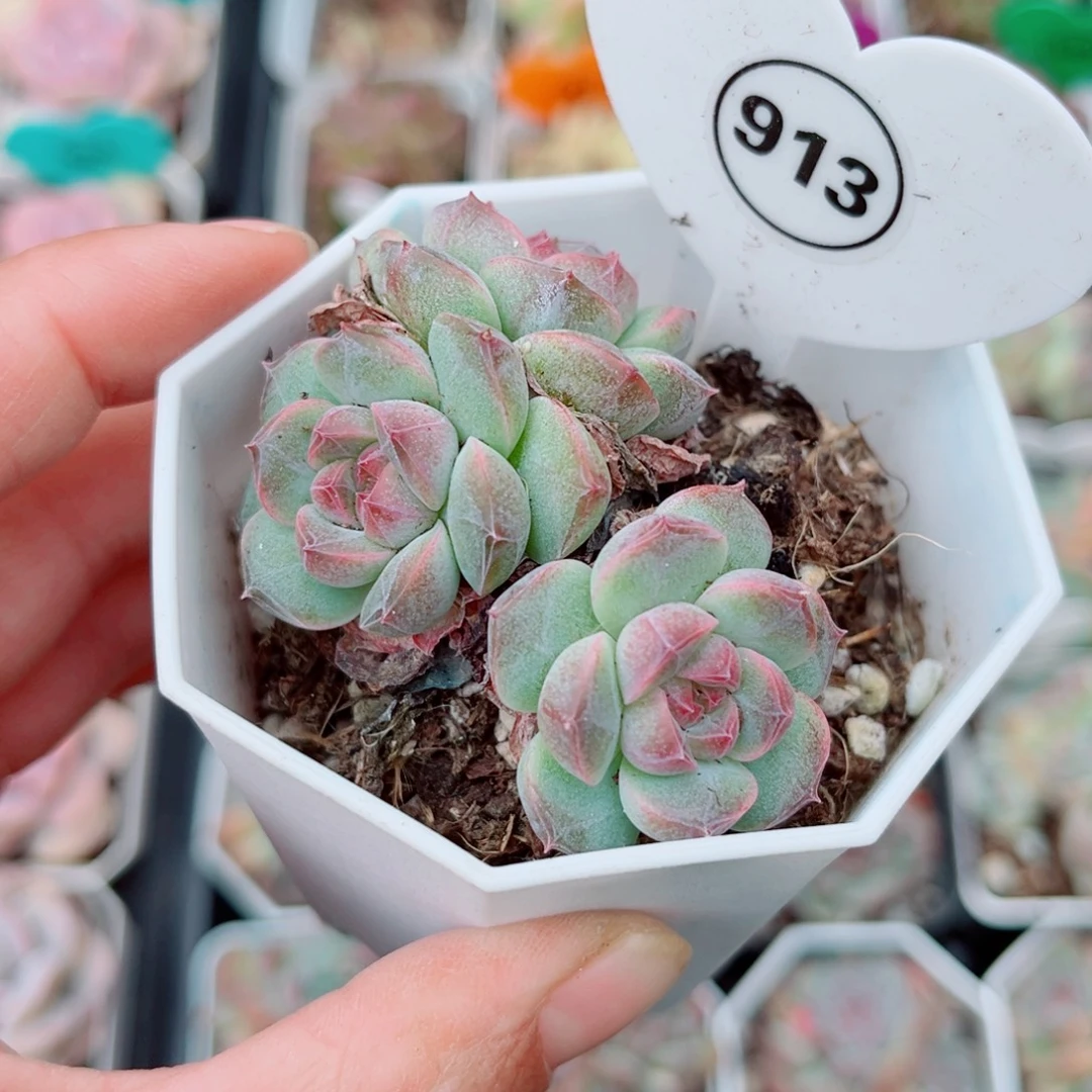 913号小老桩珍妮群