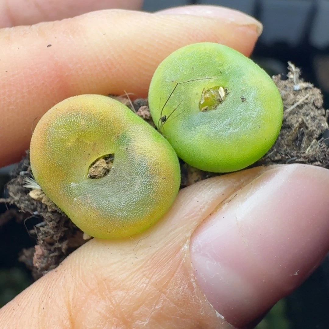 毛*虫1182两颗水晶鞋00855685